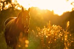 horse, light, sunset