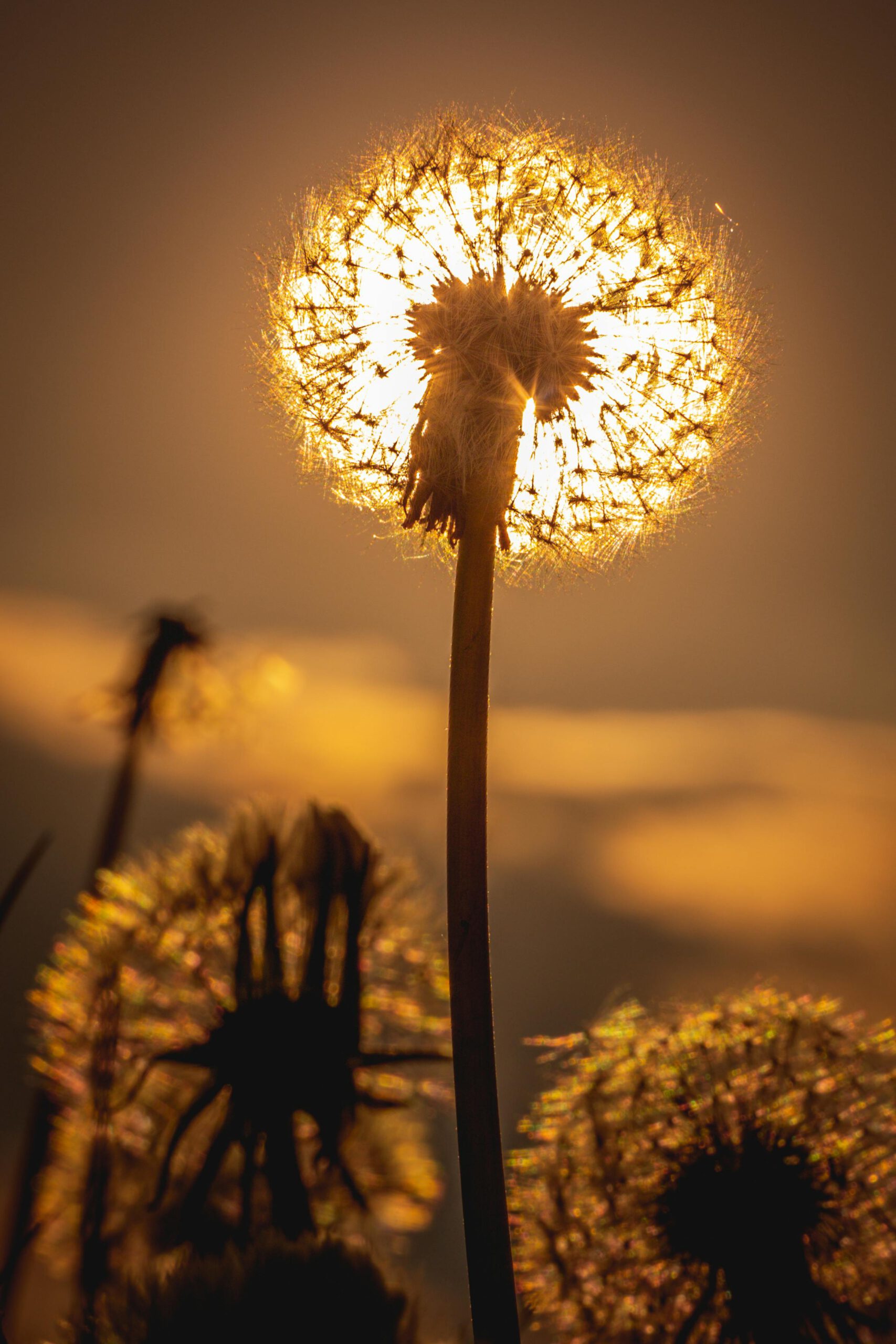 A vibrant, backlit dandelion illuminated by a golden sunset, showcasing nature's beauty.