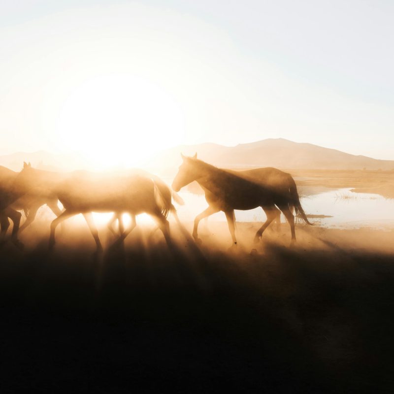 pexels-photo-18092498-18092498 A stunning silhouette of horses galloping in a dusty rural landscape at sunrise.