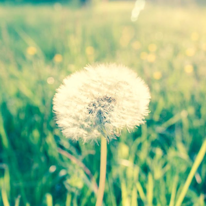 pexels-photo-529865-529865 A delicate dandelion with downy seeds in a sunlit spring meadow.